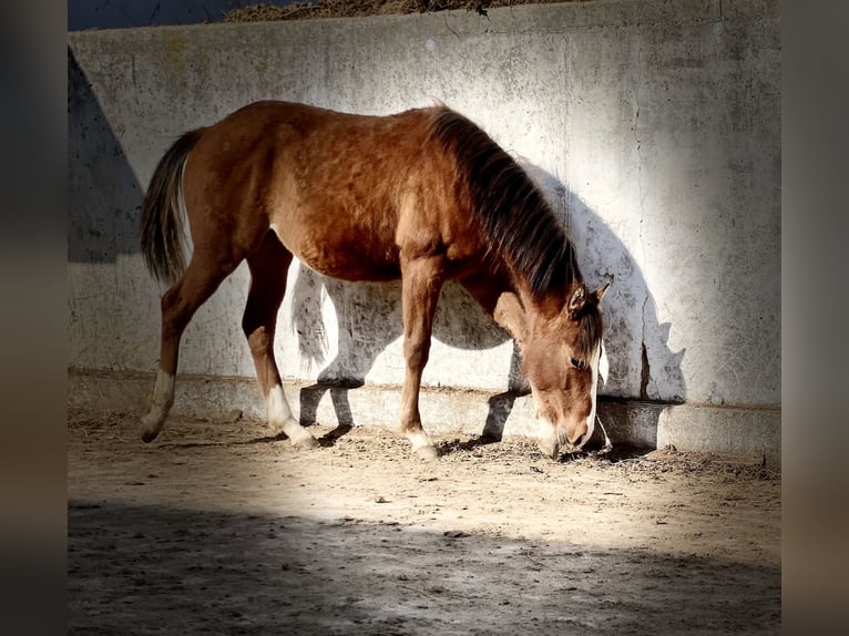 Quarter horse américain Jument 1 Année Alezan brûlé in Alfdorf