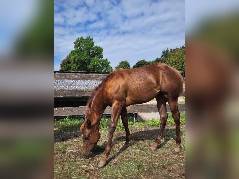 Quarter horse américain Jument 1 Année Alezan brûlé in Rheinfelden