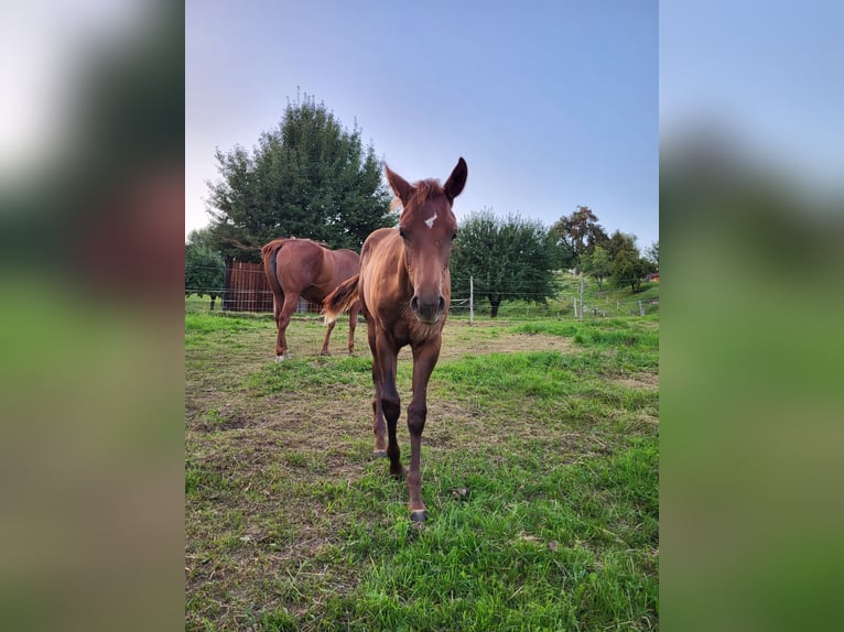 Quarter horse américain Jument 1 Année Alezan brûlé in Rheinfelden