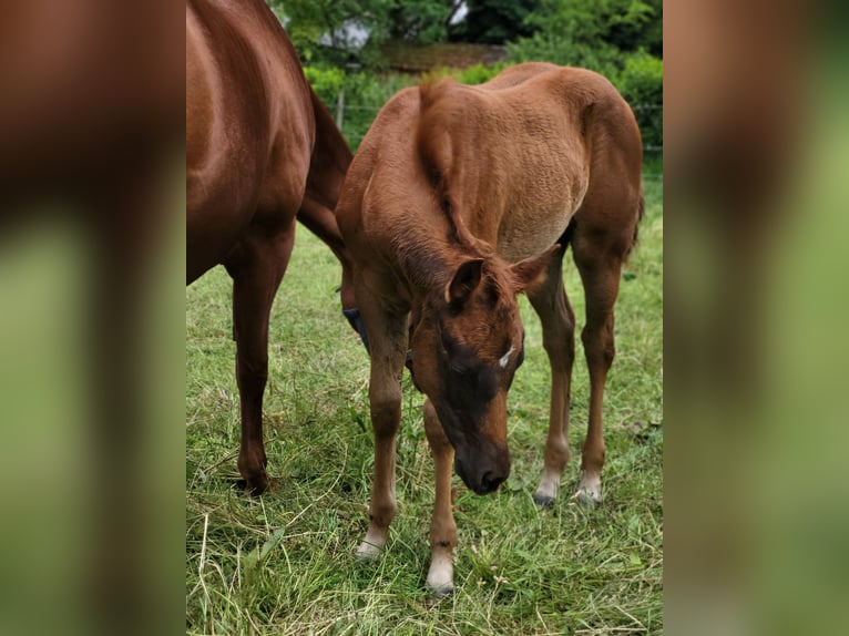 Quarter horse américain Jument 1 Année Alezan brûlé in Rheinfelden