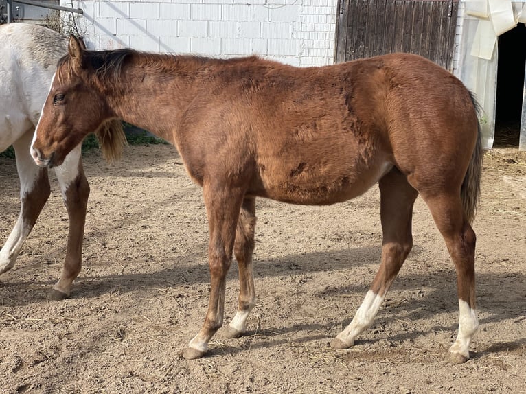 Quarter horse américain Jument 1 Année Alezan brûlé in Alfdorf