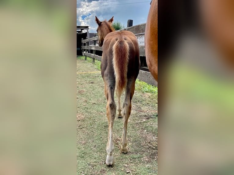 Quarter horse américain Jument 1 Année Alezan brûlé in Rheinfelden