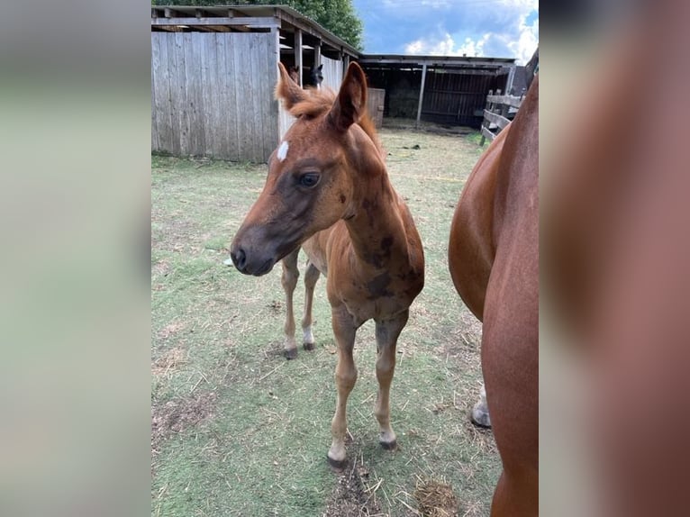 Quarter horse américain Jument 1 Année Alezan brûlé in Rheinfelden