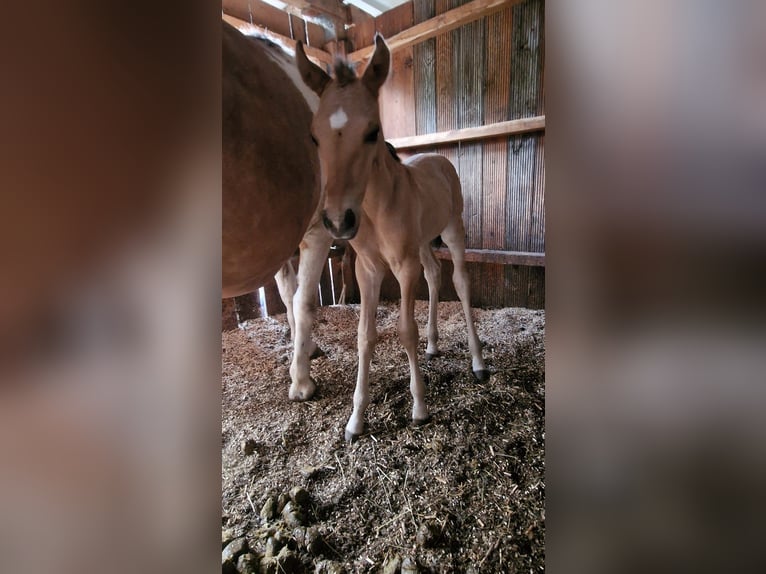 Quarter horse américain Jument 1 Année Alezan dun in Rheinfelden