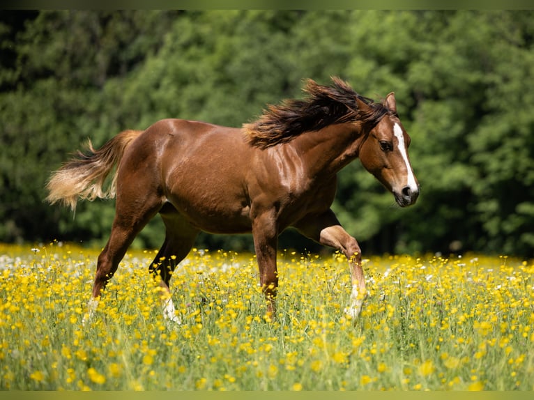 Quarter horse américain Jument 1 Année Alezan in Lentilly
