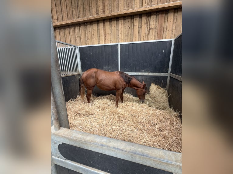 Quarter horse américain Jument 1 Année Alezan in Lentilly