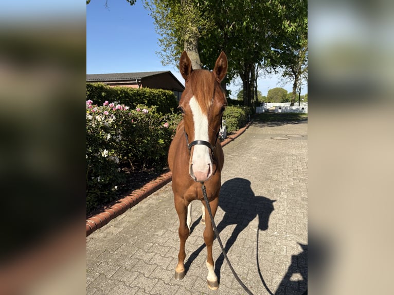Quarter horse américain Jument 1 Année Alezan in Haren