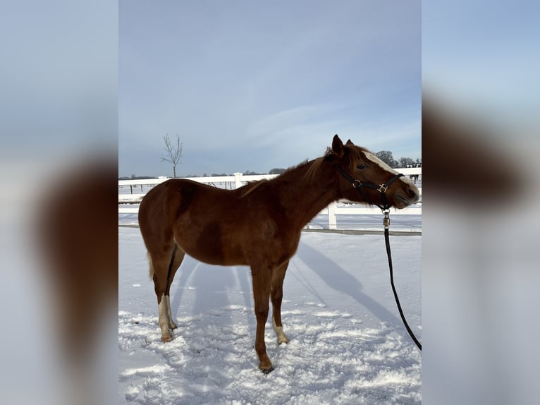 Quarter horse américain Jument 1 Année Alezan in Haren