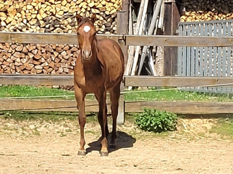 Quarter horse américain Jument 1 Année Alezan in Pleystein  Lohma 11