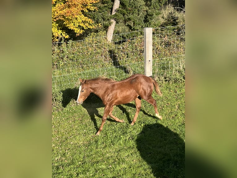 Quarter horse américain Jument 1 Année Alezan in Obertaufkirchen