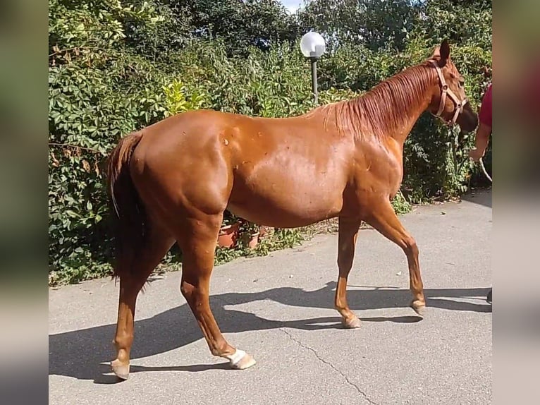 Quarter horse américain Jument 1 Année Alezan in Fossano