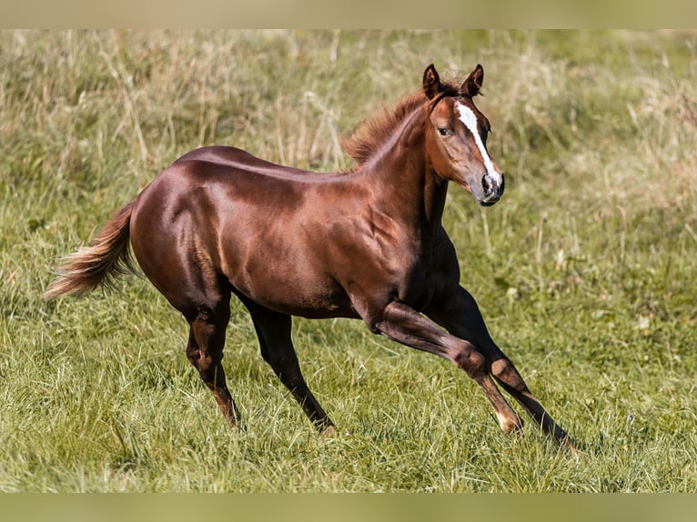 Quarter horse américain Jument 1 Année Alezan in Dietenheim