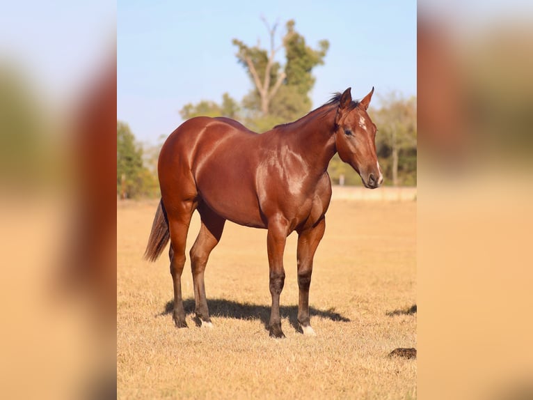 Quarter horse américain Jument 1 Année Bai cerise in Grand Saline