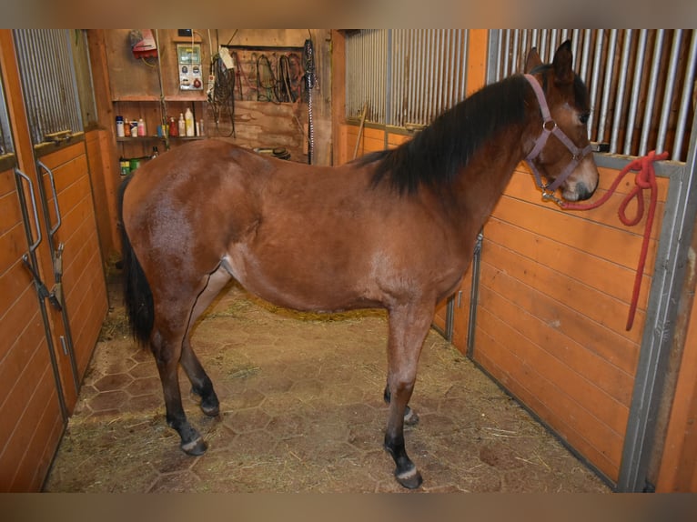 Quarter horse américain Jument 1 Année Bai cerise in Lesično