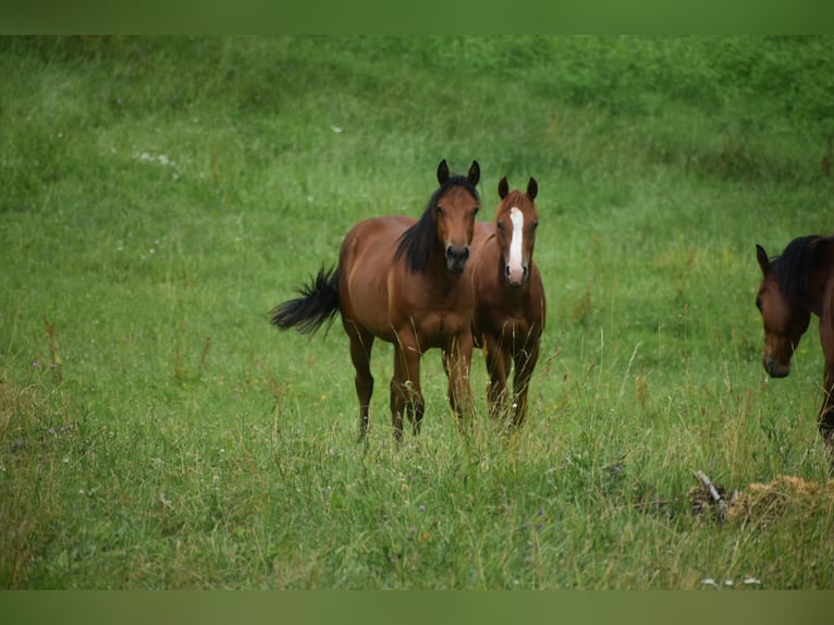 Quarter horse américain Jument 1 Année Bai cerise in Lesično