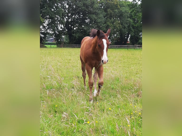 Quarter horse américain Jument 1 Année Bai in Bedburg-Hau