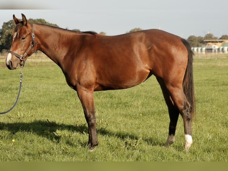 Quarter horse américain Jument 1 Année Bai in Haren