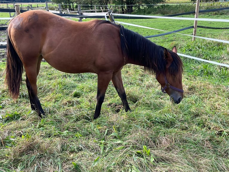 Quarter horse américain Jument 1 Année Bai in Eurasburg