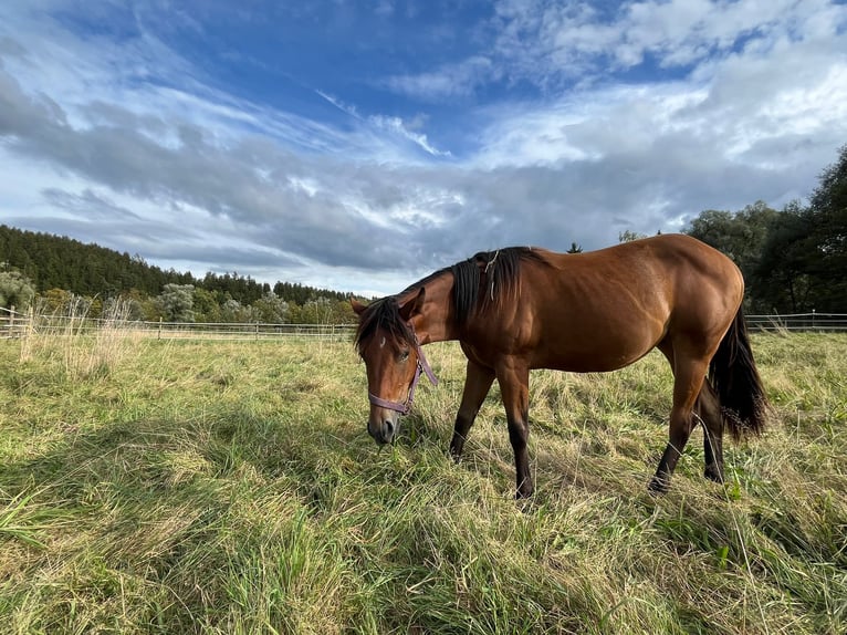 Quarter horse américain Jument 1 Année Bai in Eurasburg