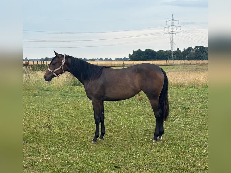 Quarter horse américain Jument 1 Année Bai in Uedem
