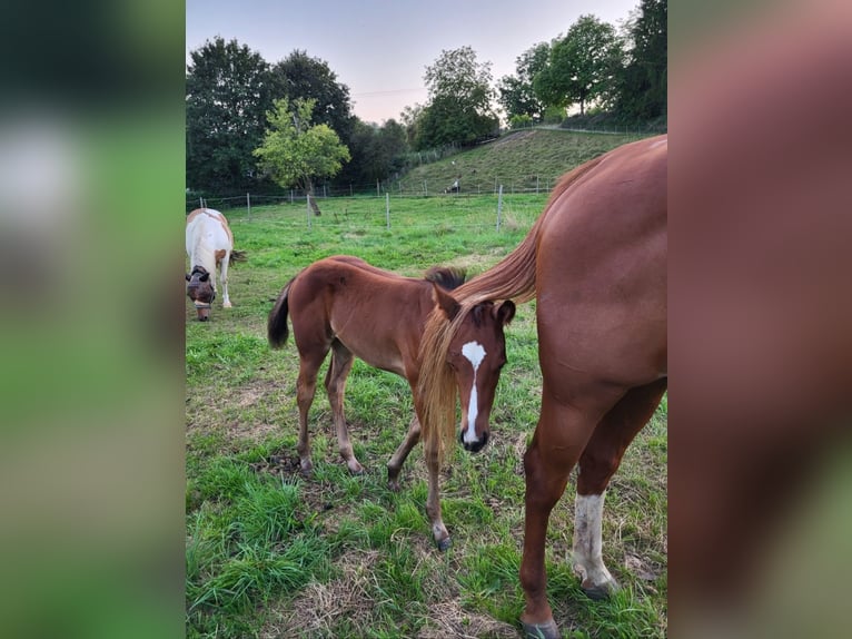 Quarter horse américain Jument 1 Année Bai in Rheinfelden