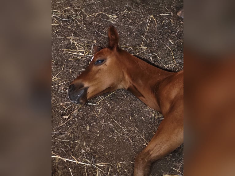 Quarter horse américain Jument 1 Année Bai in Rheinfelden