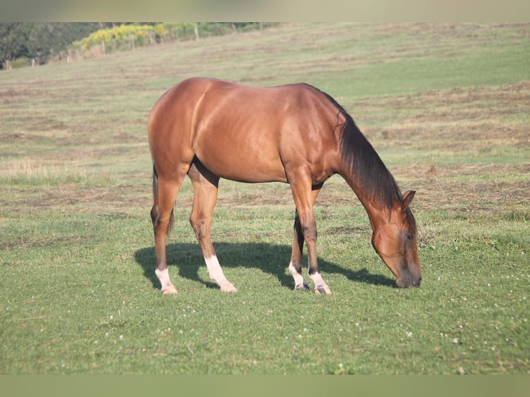Quarter horse américain Jument 1 Année Bai in Haigerloch