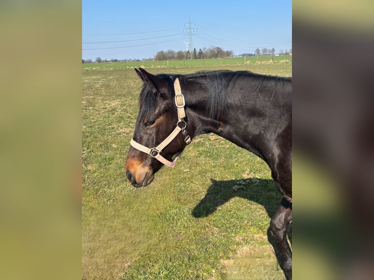 Quarter horse américain Jument 1 Année Bai in Uedem
