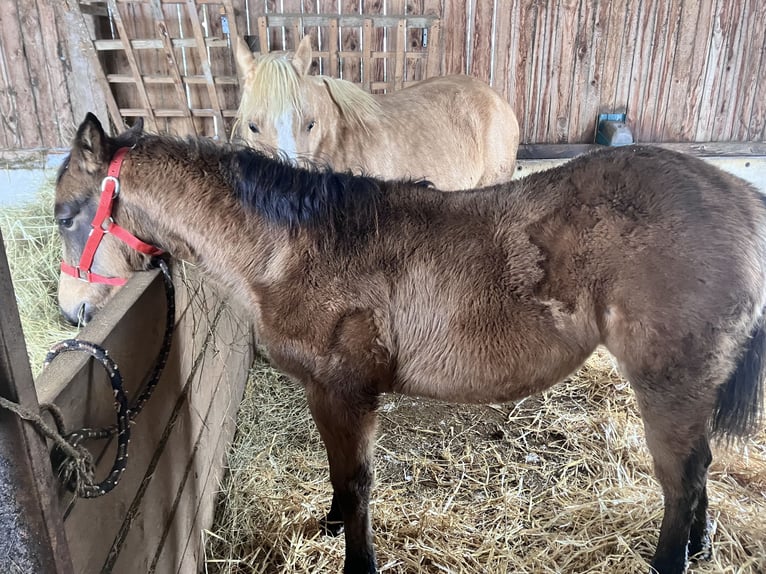 Quarter horse américain Jument 1 Année Buckskin in Petit-Réderching