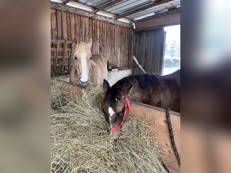 Quarter horse américain Jument 1 Année Buckskin in Petit-Réderching