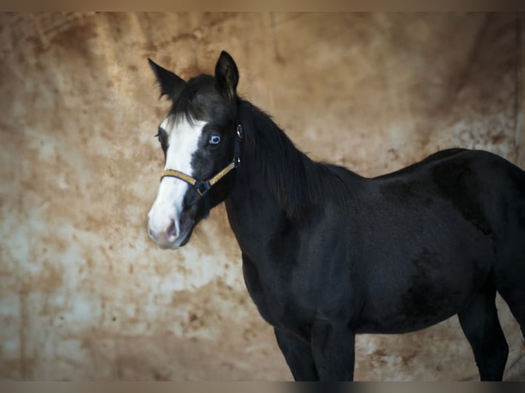 Quarter horse américain Jument 1 Année Gris in Gowarczów