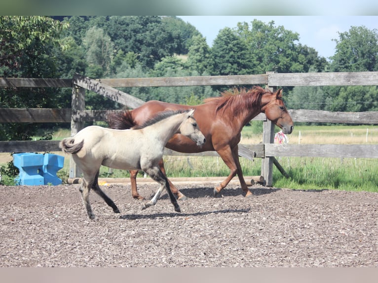 Quarter horse américain Jument 1 Année Isabelle in Blomberg