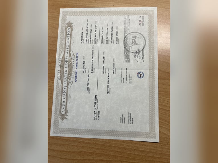 Quarter horse américain Jument 1 Année Palomino in Schriek