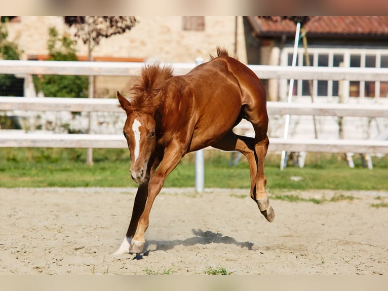 Quarter horse américain Jument 1 Année  in München