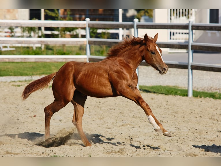Quarter horse américain Jument 1 Année  in München