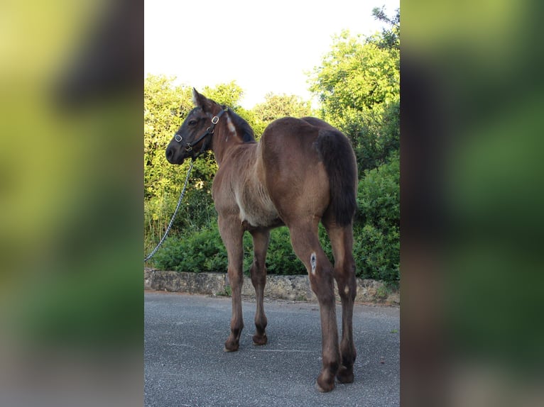 Quarter horse américain Jument 1 Année Rouan Bleu in Mallorca