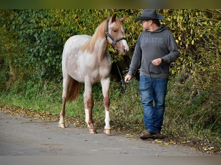 Quarter horse américain Jument 1 Année Rouan Rouge in Bubach