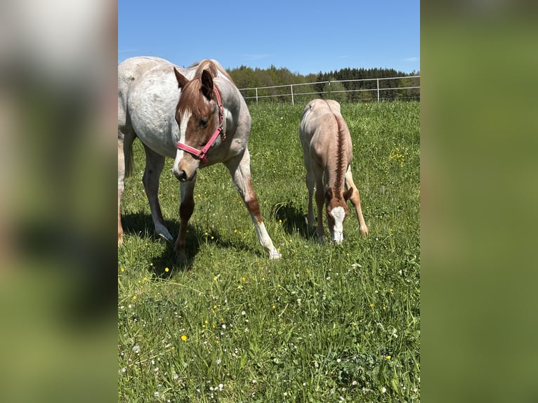 Quarter horse américain Jument 1 Année Rouan Rouge in Ascha