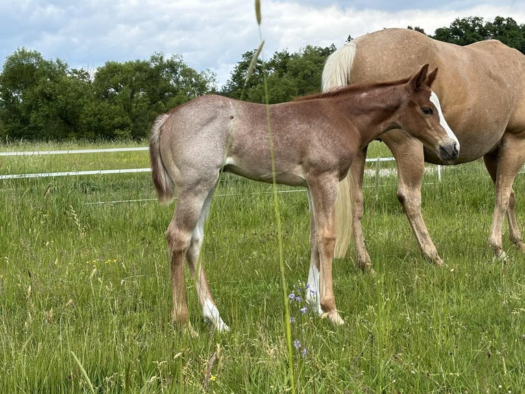 Quarter horse américain Jument 1 Année Rouan Rouge in Ascha