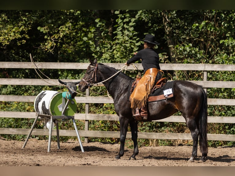 Quarter horse américain Jument 20 Ans 150 cm Bai brun in Nieuw Beerta