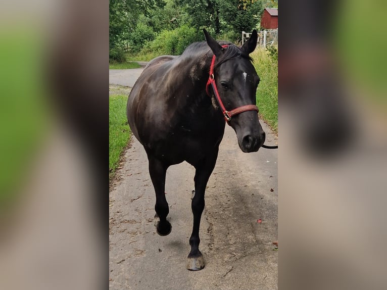 Quarter horse américain Jument 20 Ans 150 cm Noir in Mücke
