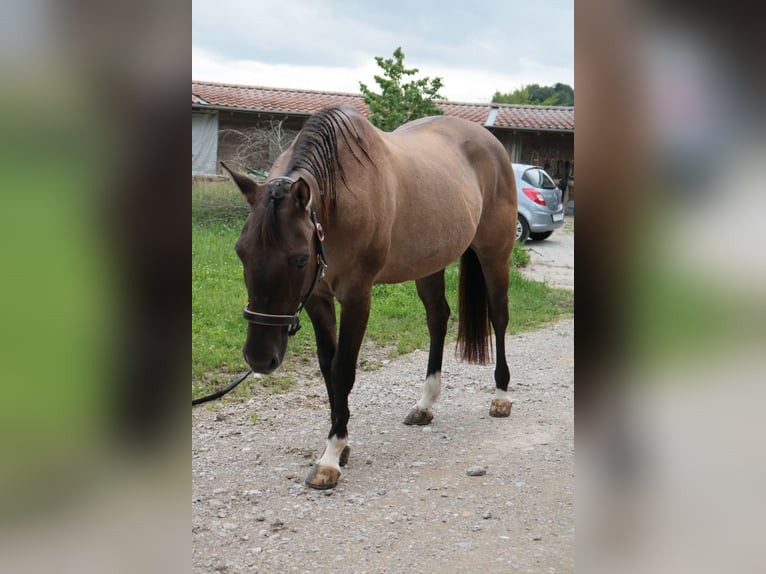 Quarter horse américain Jument 20 Ans 155 cm Grullo in Seekirchen