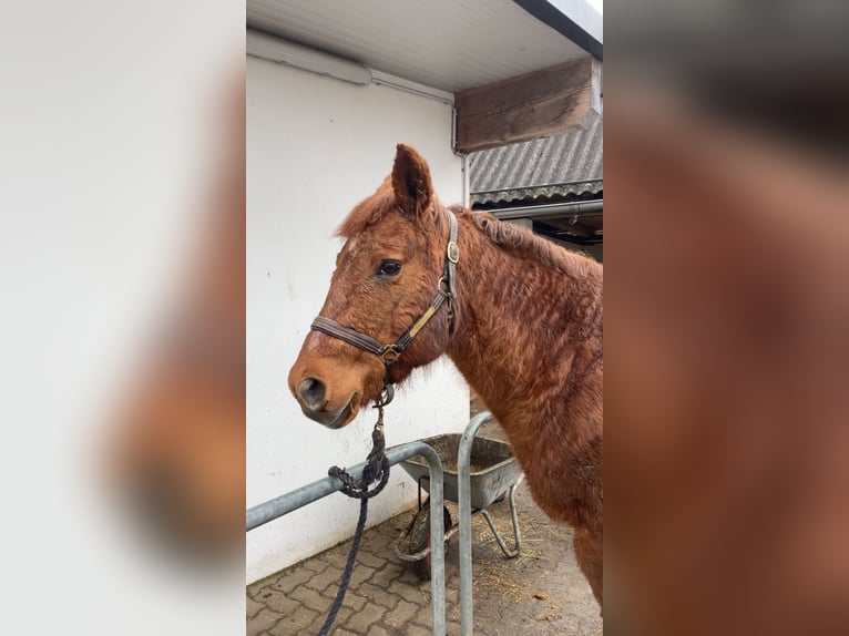 Quarter horse américain Jument 22 Ans 153 cm  in Völkermarkt