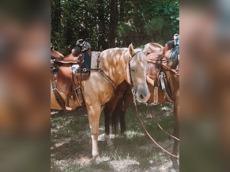 Quarter horse américain Jument 22 Ans 160 cm Palomino in Winslow, Arkansas