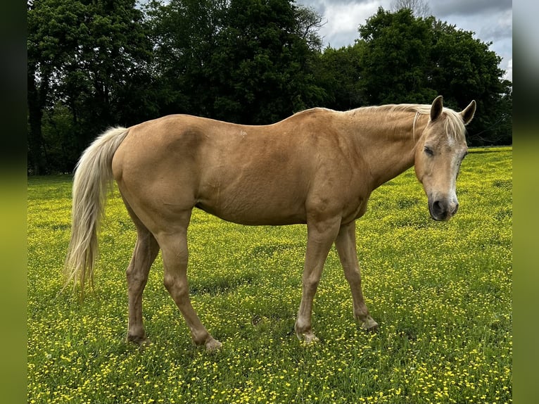 Quarter horse américain Jument 22 Ans 160 cm Palomino in Winslow, Arkansas