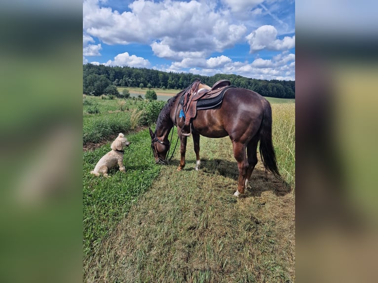 Quarter horse américain Jument 23 Ans 145 cm Palomino in Ilsfeld