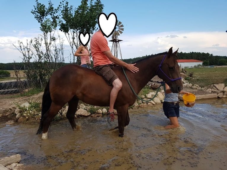 Quarter horse américain Jument 23 Ans 145 cm Palomino in Ilsfeld