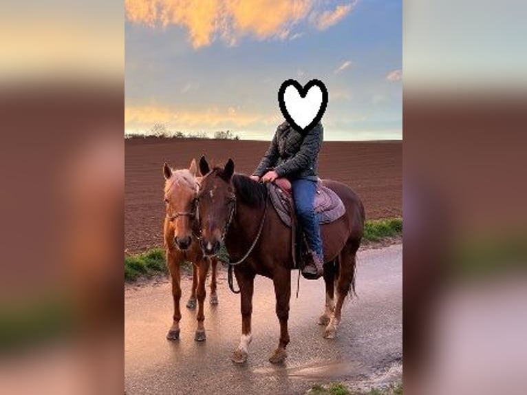 Quarter horse américain Jument 23 Ans 145 cm Palomino in Ilsfeld