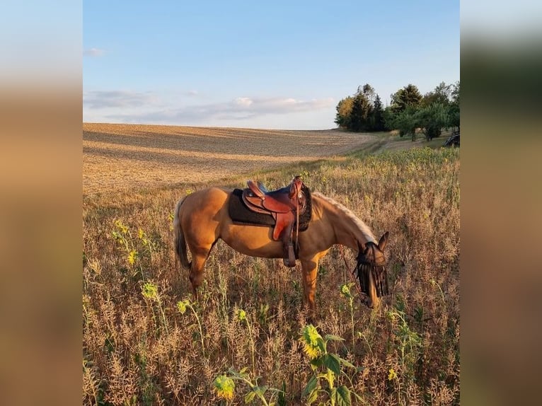 Quarter horse américain Jument 23 Ans 145 cm Palomino in Ilsfeld