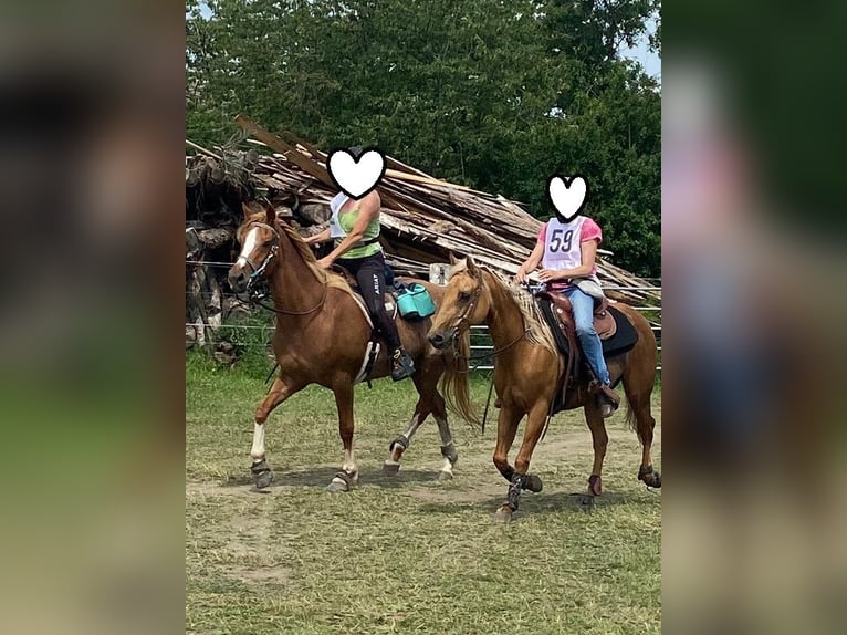 Quarter horse américain Jument 23 Ans 145 cm Palomino in Ilsfeld